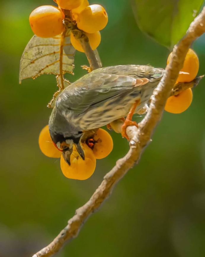 #indianbirds: Colorful Birds Photography by Balaji Krishnan