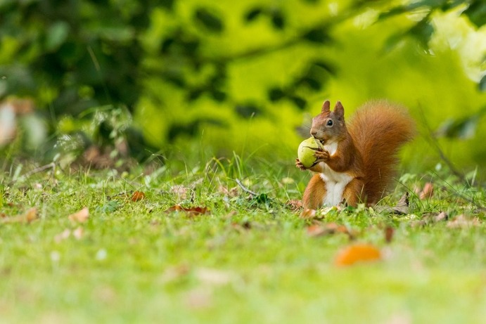 Squirrel 