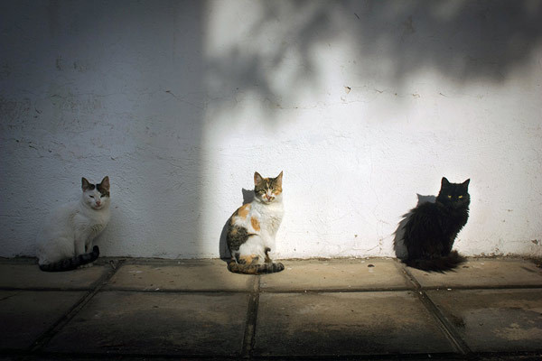 Ania Vouloudi #photography #cats