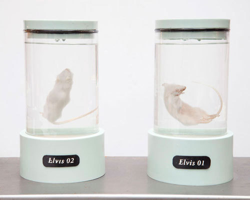 koby barhad clones mice with elvis presley's DNA #elvis