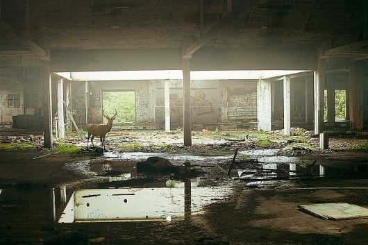 Oh, Snap! Photography Blog #deer
