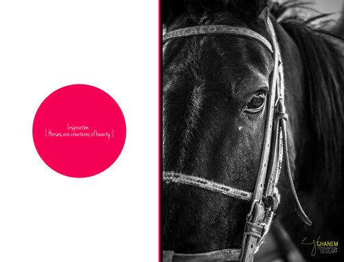 Lovehorses_4 #horses #white #black #colored #photography #animal