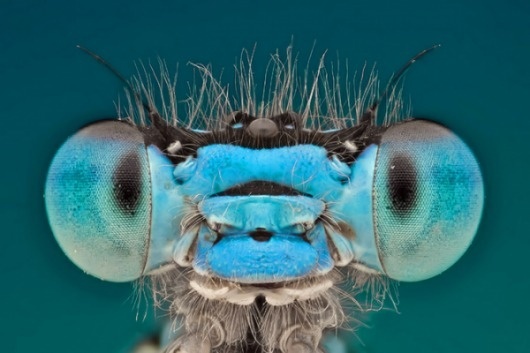Macro Photography by Omid Golzar » Creative Photography Blog #inspiration #photography #macro