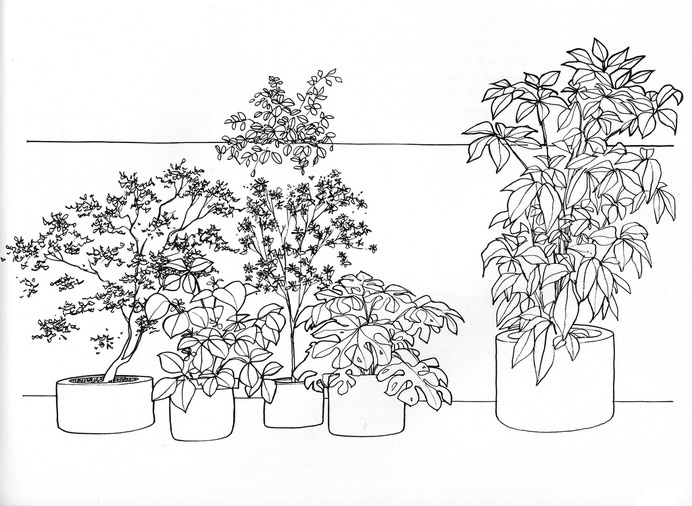 BUSHES-02 | Flickr - Photo Sharing! #pots #line #plants
