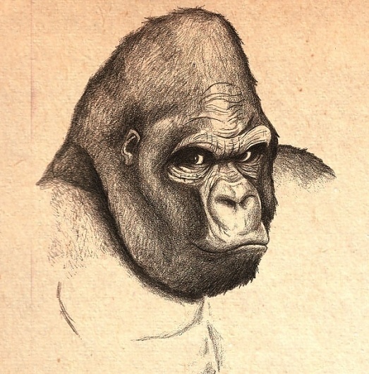 ape_lg.jpg 600×608 pixels #illustration #drawing