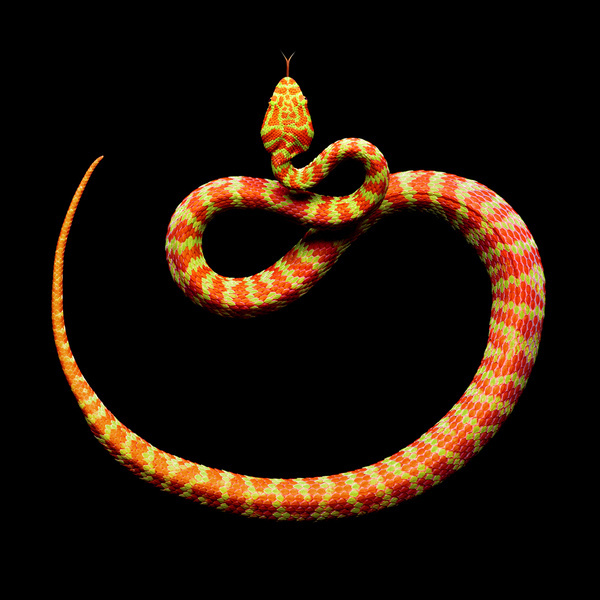 Snake #photography #snake