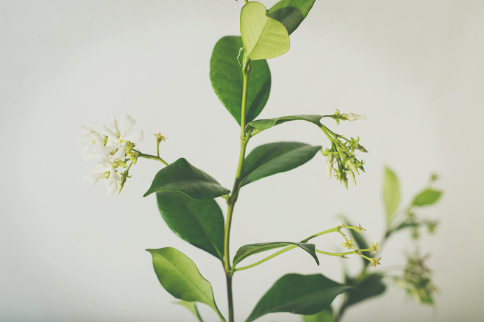 starjasmine3.jpg #plants #jasmine #photography #studio #foiliage #flowers