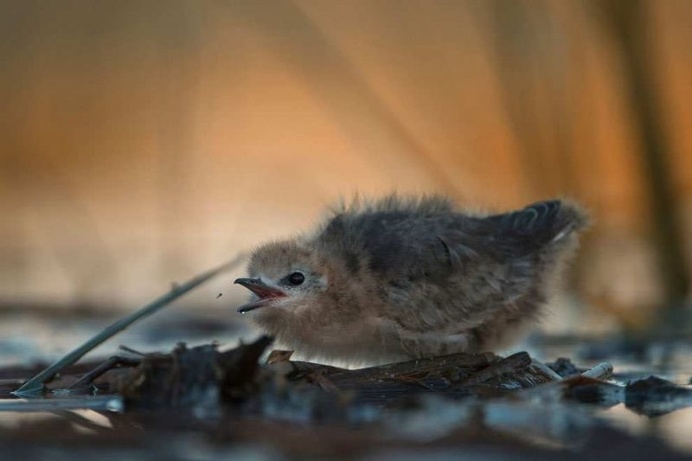 Royal Society of Biology Photography Competition 2016 Shortlist