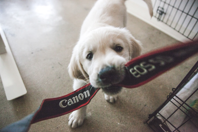 Canon Dog. #canon #dog #puppy #goldenretriever