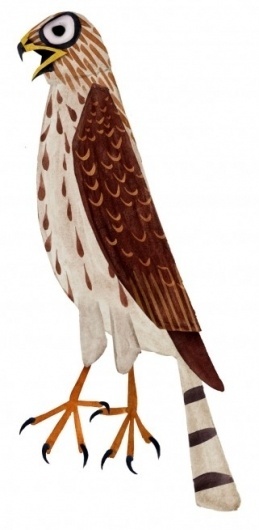 Brendan Wenzel → COOPER'S HAWK #illustration #bird