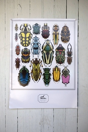 beetleposter.jpg 485×730 pixels #stacks #insects #poster