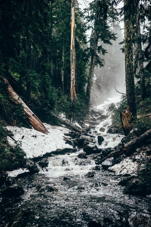 Likes | Tumblr #nature