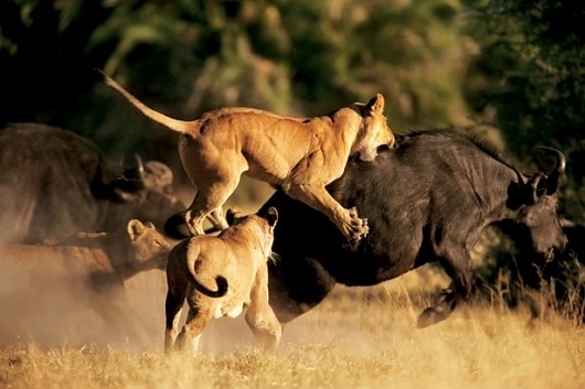 lion-attacking-buffalo-615.jpg (JPEG Image, 615x410 pixels) #wild #lion #photography #nature #buffalo