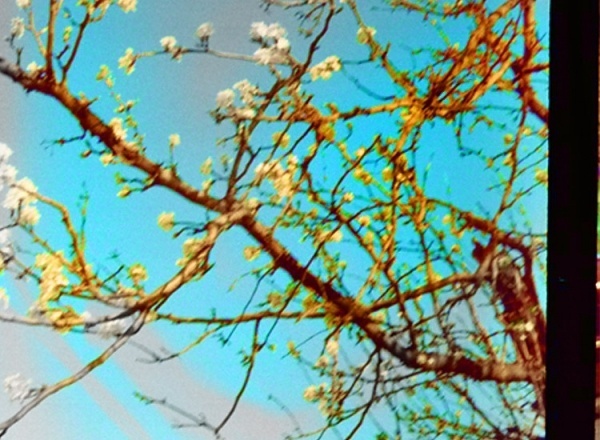 Luis Farfan | Denada.org #35mm #flowers #film