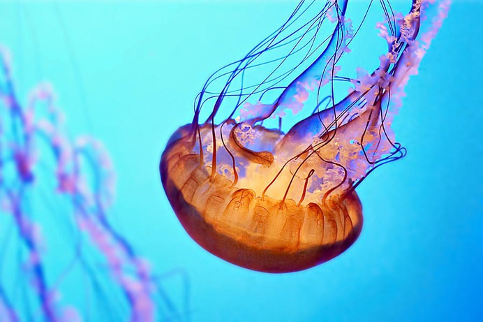 easy jellyfish painting & jellyfish paint by numbers