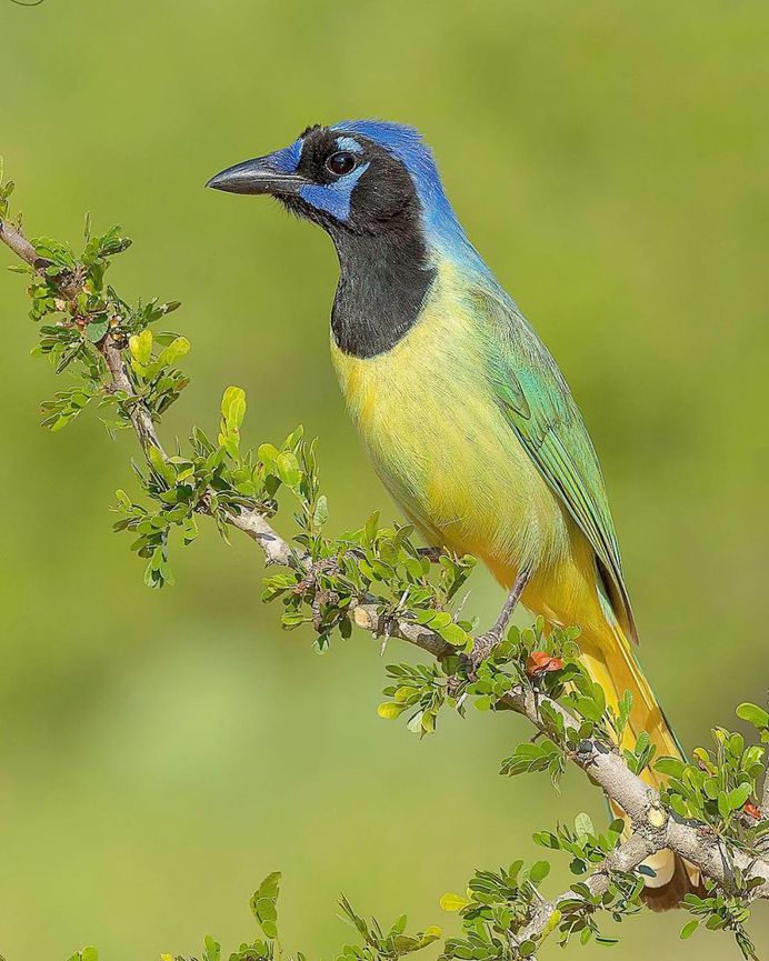 #your_best_birds: Fantastic Bird Photography by Abinash Dhal