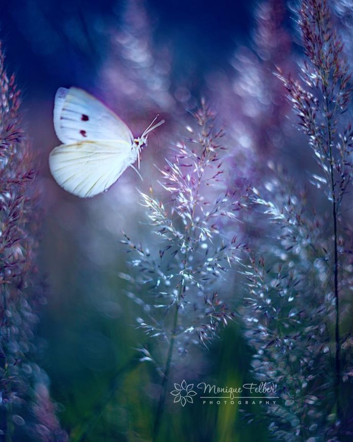 Beautiful Macro Photos of Flowers and Butterflies by Monique Felber