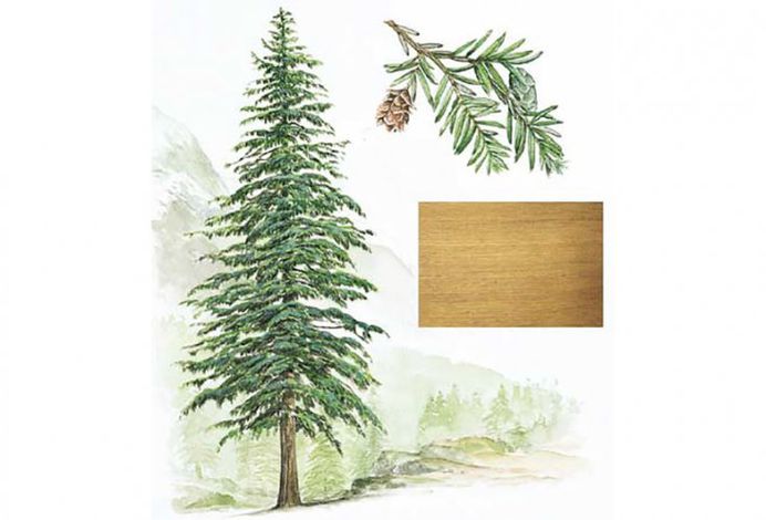 Illustration of Eastern Hemlock