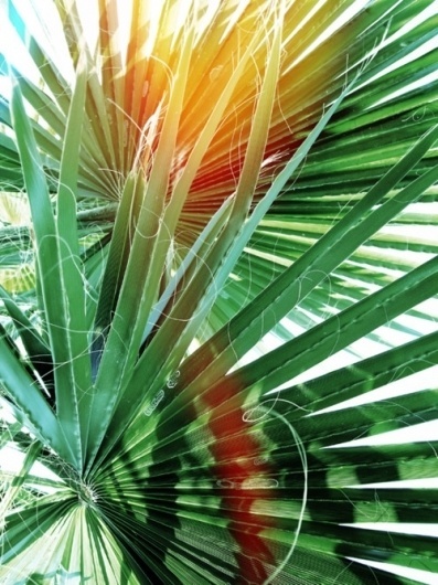 Merde! - Présenter, avec Petit-Maître (2011) #photography #palm #tree