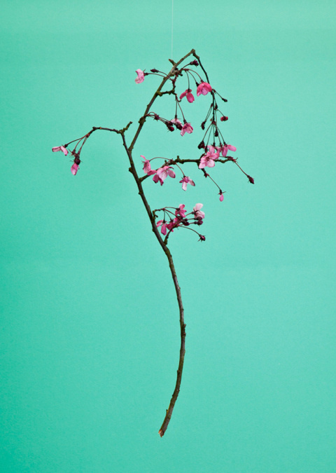 Blossom by Raw Color | PICDIT #green #photo #color #photography #colour #plant