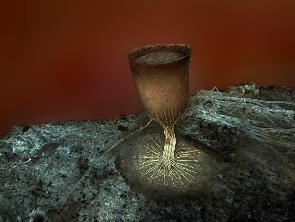 Extraordinary Microscope Photographs - The Big Picture - Boston.com #photography #microscope