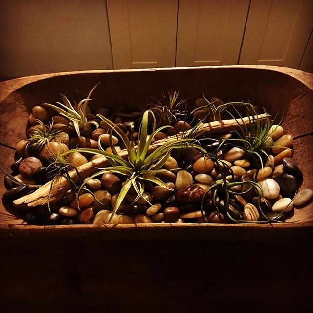 Bodhi's air plant garden