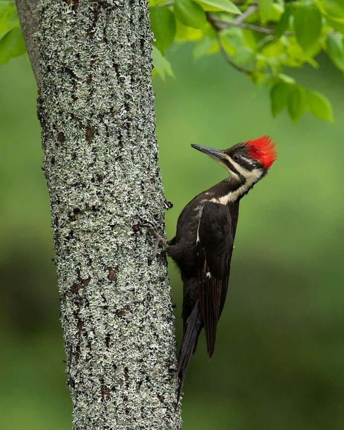 Amazingly Beautiful Birds Photography by Corey Hayes