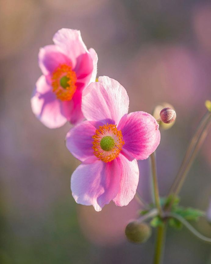 Outstanding Flowers and Garden Photography by Clive Nichols