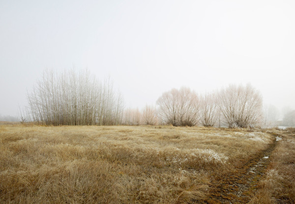 Frozen Trees New Zealand by Peter Clarke Photography Australia #zealand #frozen #landscape #mist #moody #ice #trees #new