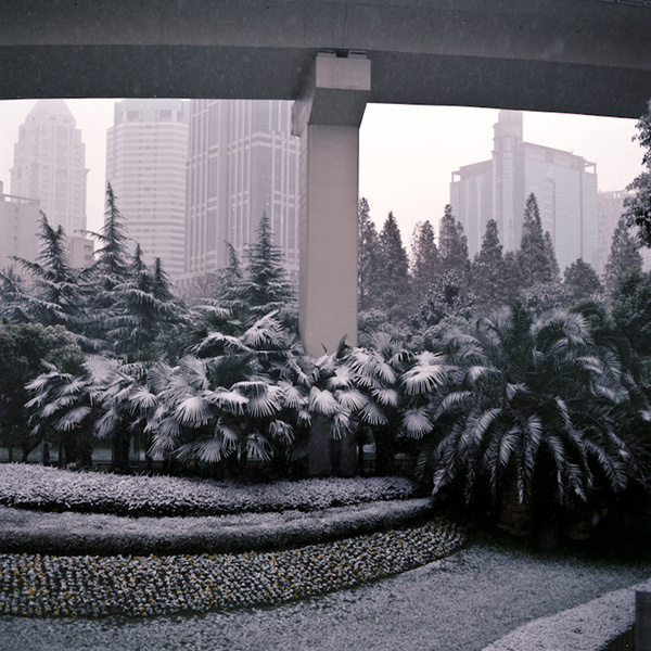 project, cina. alberto sinigaglia photographer. #plants #city #snow #china #street