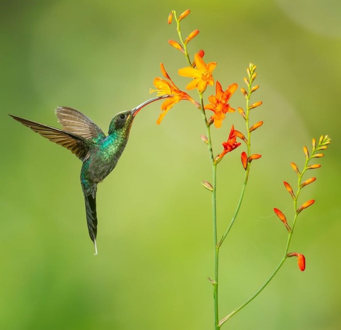 #nuts_about_birds: The Magnificent Birds of Costa Rica by Jalil El Harrar