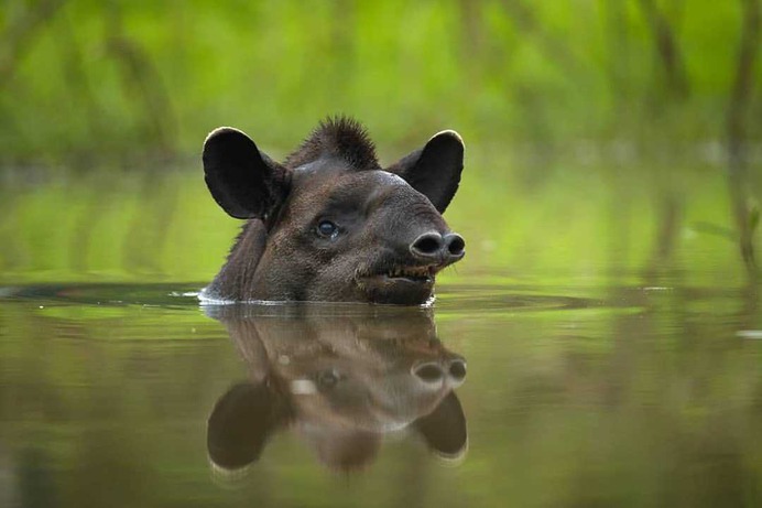 Beautiful Wild Animals Portraits by Octavio Campos Salles