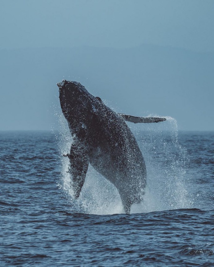 Slater Moore Captures Majestic Pictures of Whales in Monterey Bay