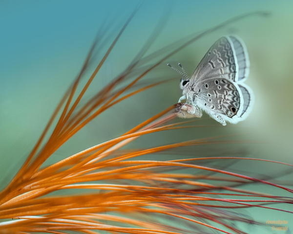 Charming Butterfly #butterfly