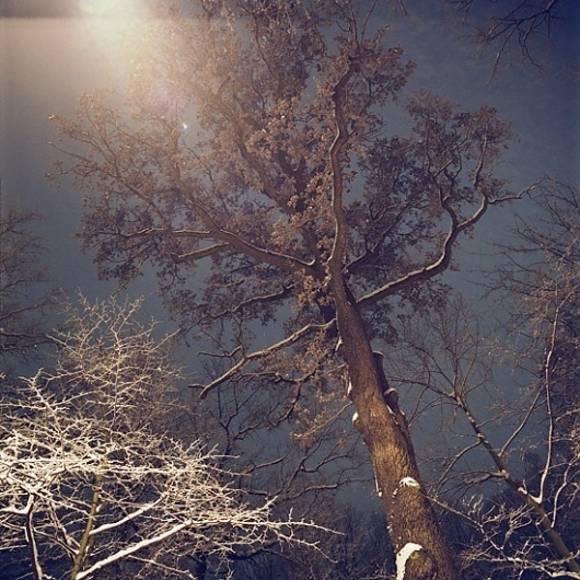 Isabelle Alexandra Ricq #night #trees #snow #sky