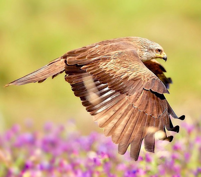 #birdstagram: Graceful Bird Photography by Peter Kühn
