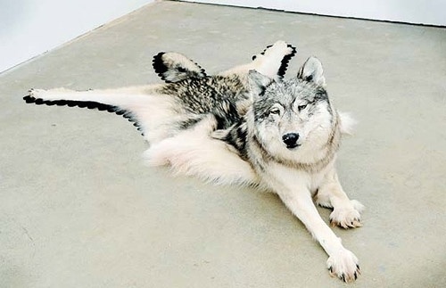 Nicholas Galanin - BOOOOOOOM! - CREATE * INSPIRE * COMMUNITY * ART * DESIGN * MUSIC * FILM * PHOTO * PROJECTS #wolves #photography