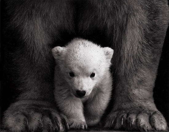 Miss M's #wild #cub #pretty #beaty #cute #bear