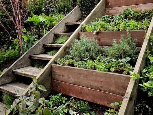 http://theyardpdx.tumblr.com/post/22234190406 #plants