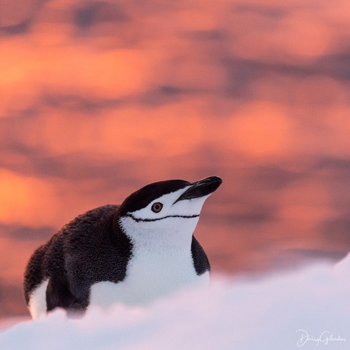 Amazing Portraits of Wild Animals by Daisy Gilardini