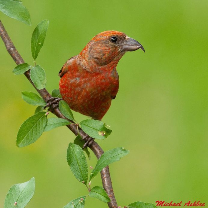 #eye_spy_birds: Stunning Birds Photography by Mike Ashbee