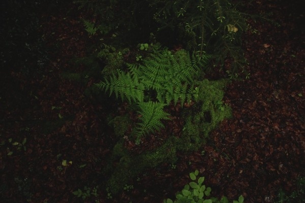 Lights on Behance #kloke #plants #wet #woods #lights #bloke #rain #nature #light