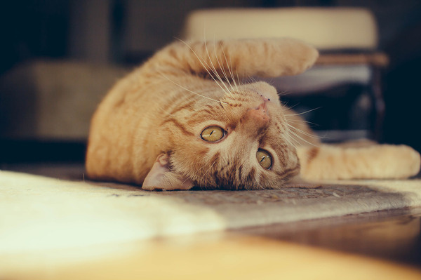 tumblr_mpcdq49zp61s4oueho1_1280.jpg #photo #cat #photograph #photography #vsco