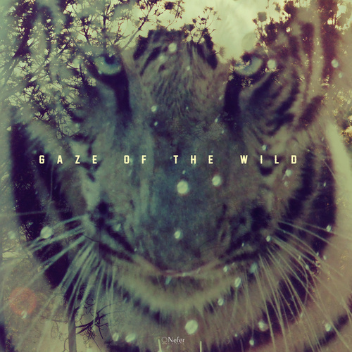 gaze of the W.I.L.D ▲ #wild #tiger #stripes #exposure #nature #double #forest #gaze