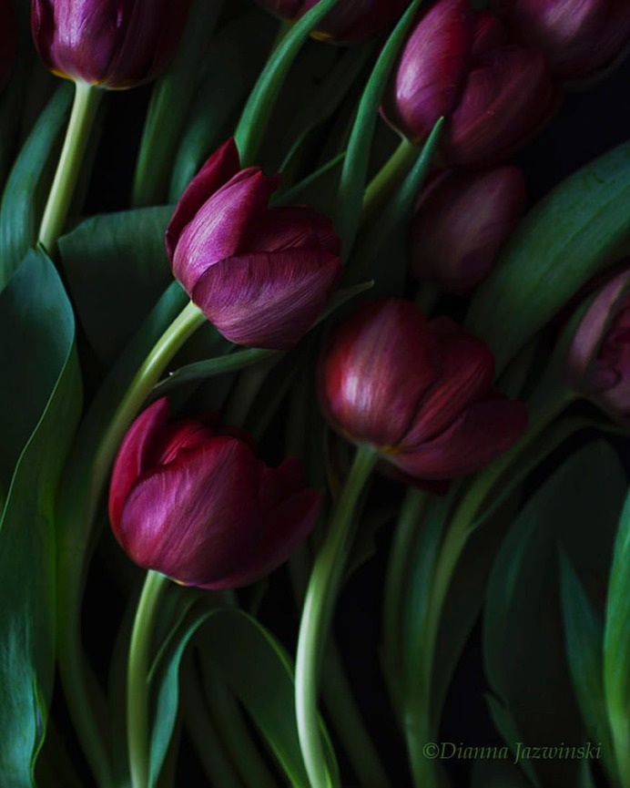 Absolutely Delightful Flowers Photography by Dianna Jazwinski