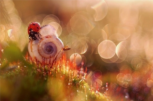 Graphic-ExchanGE - a selection of graphic projects #ladybug #wildlife #photography #bokeh