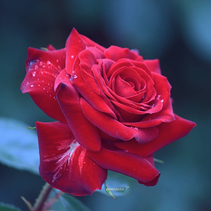 Beautiful Pictures of Roses by Kimi Sasa