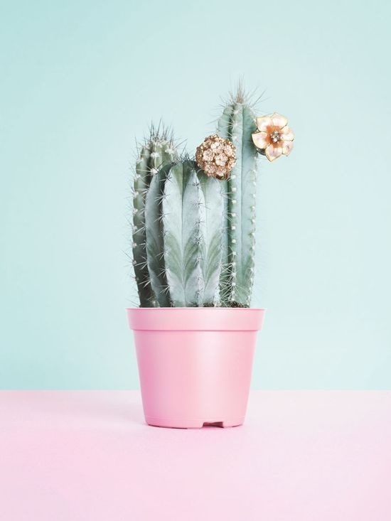 Gepinntes Bild #flower #cactus