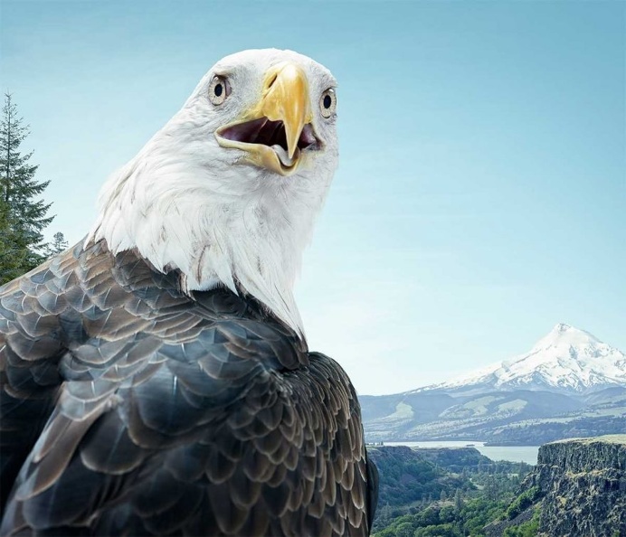 Birds of Prey: Fine Art Photography by Zack Seckler