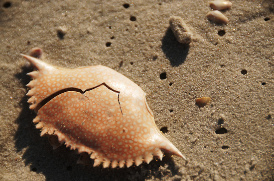 Shell #nature #beach #shell #crab